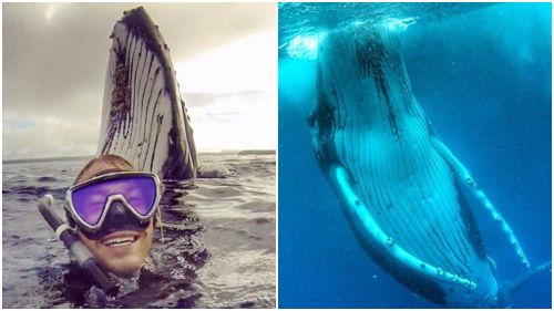Sydney tradie’s up close and personal encounter with a whale receives worldwide attention