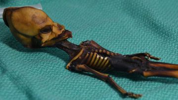 The mummified skeleton of a Chilean newborn. (Dr Emery Smith)