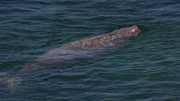 The dugong has been seen in Merimbula Lake since November. (NSW Office of Environment and Heritage)