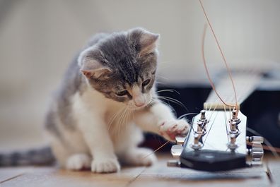 Kitten playing with guitar strings.