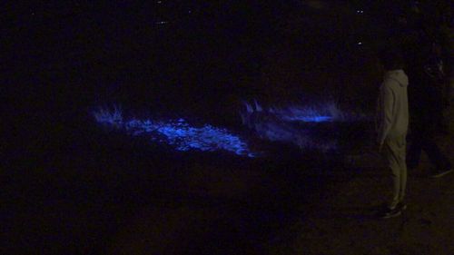 Others enjoyed the sight of the blue neon glow from the shore. (9NEWS)