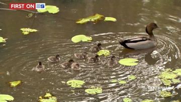 VIDEO: Ducklings rescued after being trapped in underground pipe