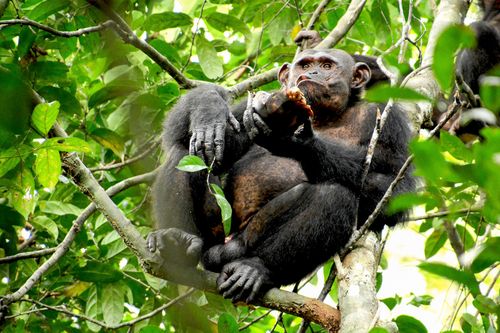 A wild chimpanzee eats a tortoise, whose hard shell was cracked against tree trunks before scooping out the meat at the Loango National Park on the Atlantic coast of Gabon.