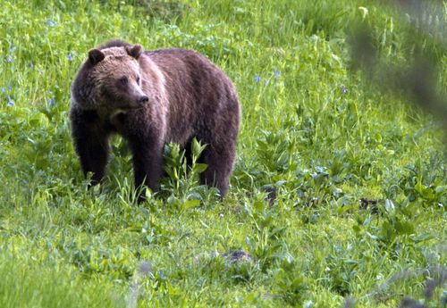 Bear hunting has been delayed in the lower US 48 states for two weeks.