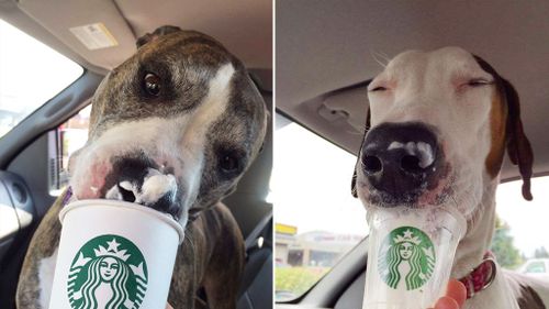 Shelter posts photos of foam-bearded, ‘Puppuccino’-loving dogs to inspire adoptions