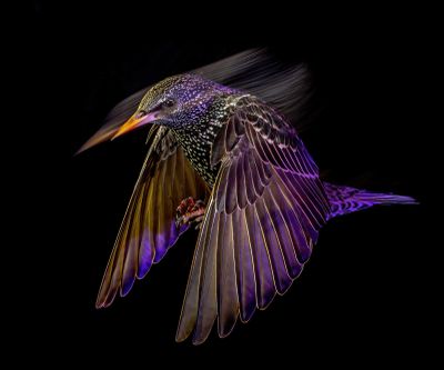 "Starling At Night" - Animal Portraits winner