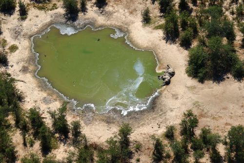 It's now believed the animals drank water contaminated by a toxic algae bloom.