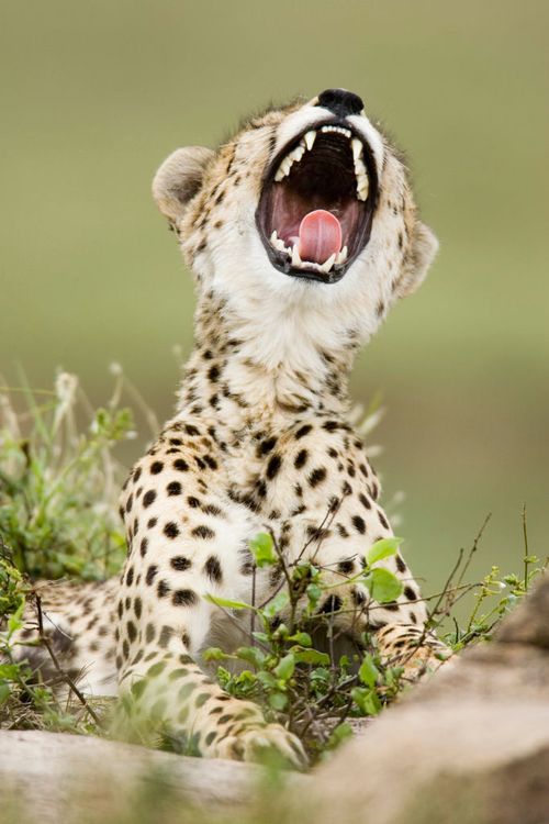 A cheetah cub yawns. (Photo by: Avalon/Universal Images Group via Getty Images)