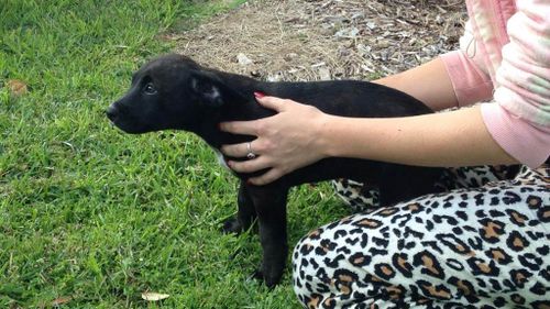 Super dog: Perth puppy rescued and resuscitated after an hour trapped in house fire