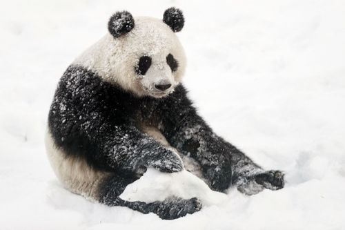 Female panda Jin Bao Bao, named Lumi in Finnish, plays in the snow on the opening day of the Snowpanda Resort in Ahtari Zoo. (Image: AP)