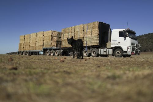 A truck delivers hay to Rob Lee's property as his dog Monty looks on, at Larras Lee in central west NSW.  Photo: Alex Ellinghausen Thursday 7 November 2019. (AFR for Tom McIlroy) 