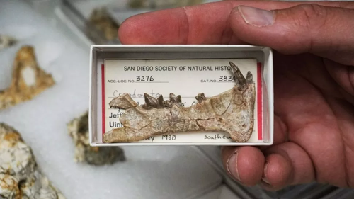 The fossil has been in the San Diego Natural History Museum's collection since it was found in 1988. It's estimated to be about 42 million years old.
