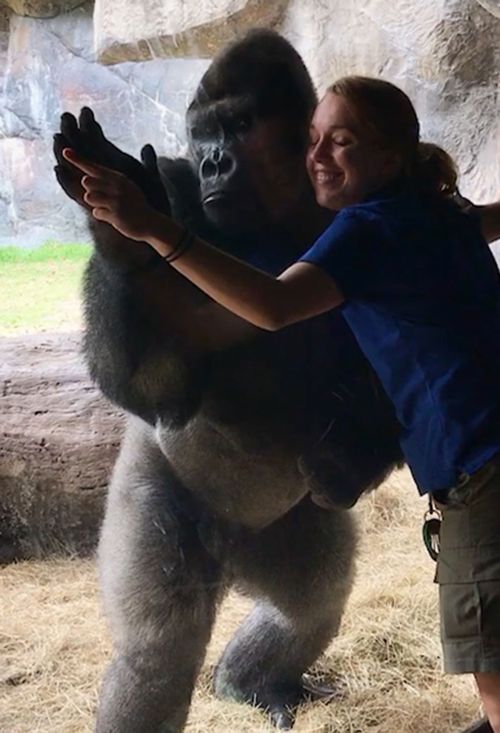 Bolingo and Animal Care Specialist Rachel Hale finish training with a hug. (Busch Gardens Tampa Bay)