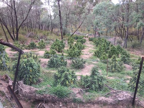 Police have seized up to $2 million in cannabis from a property at Mt Rankin near Bathurst in regional New South Wales. (NSW Police)