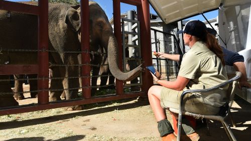 Melbourne Zoo elephant calf still ‘critical’