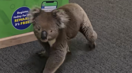 A koala wandered into The Queenscliffe Family Hotel on Kangaroo Island this week.