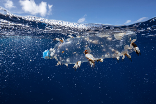 Barnacles hitch a ride on a plastic bottle in the Great Pacific Garbage Patch.