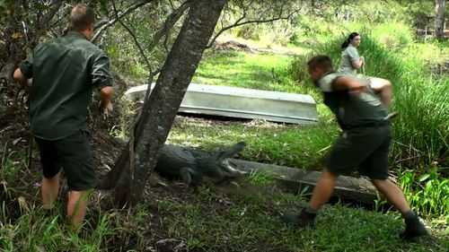 The alligator lunged out at the approaching men. (Image: Tim Faulkner/Australian Reptile Park)