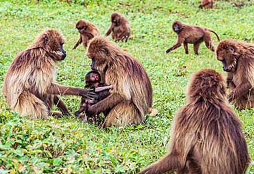 Group of gelada baboons (Getty)
