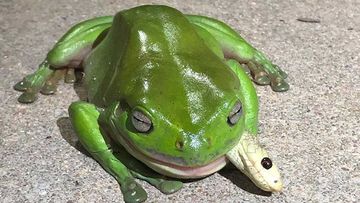 The taipan was entirely consumed by the green tree snake.