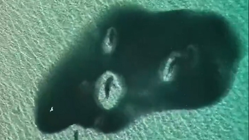 A shiver of sharks was spotted feeding on a bait ball off Moreton Island, Queensland.