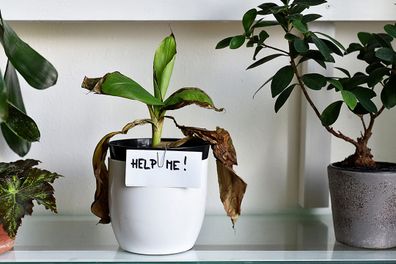 Signs your houseplant is struggling