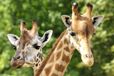 Giraffe horns are
called ossicones