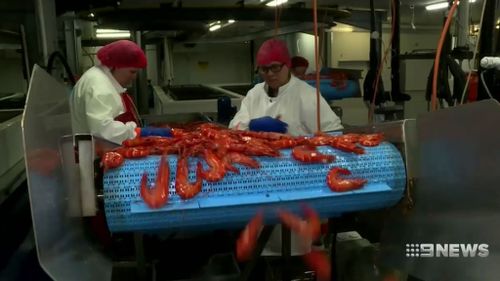 Staff at Pacific Reef Fisheries prepare prawns to be stocked at Coles.