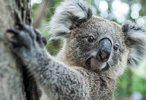Koala (Getty)