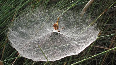 Tent spiders created the unusual ‘dome webs’ suspended across long grass in Port Macquarie’s Kooloonbung Creek Nature Reserve.