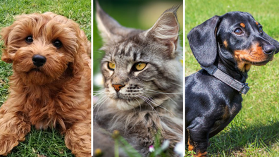 F﻿rom mysterious cat breeds, to Scottish sporting dogs and an Australian-made breed; these are the country&#x27;s most popular cats and dogs.