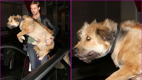 Ryan Gosling brought his dog to yoga class and it peed in the corner -  9Celebrity