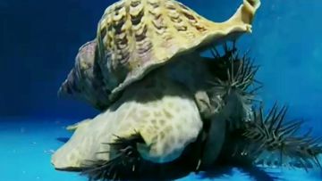 Giant snail to take on killer starfish in fight for the Great Barrier Reef